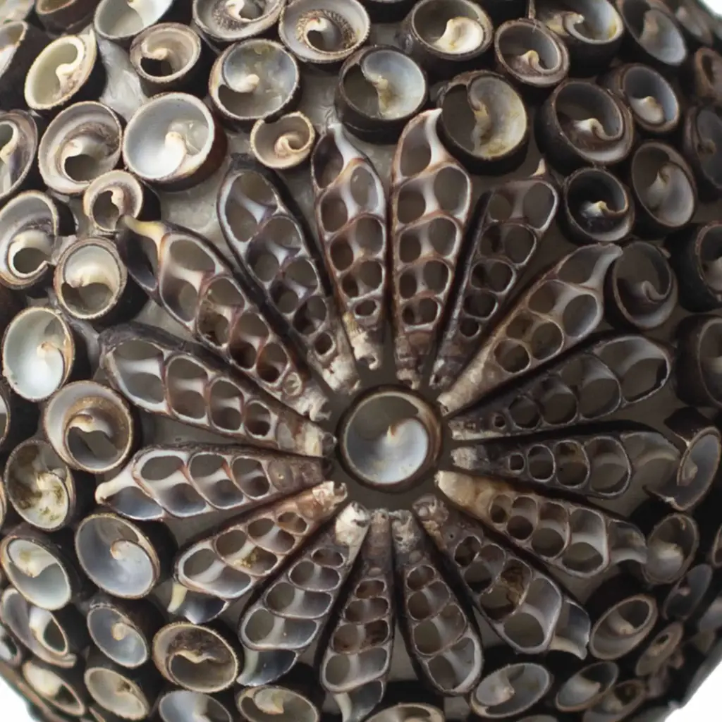 Boho Sea Shell Lamp – Chocolate Twist Oval – 20cm | www.artisangoods.co.uk 3