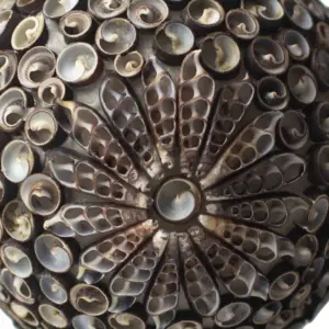 Boho Sea Shell Lamp – Chocolate Twist Oval – 20cm | www.artisangoods.co.uk 3