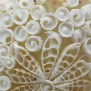 Boho Sea Shell Lamp – Cut Art Shell Oval – 15cm | www.artisangoods.co.uk 4