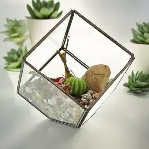 Glass Terrarium – Cube on Corner | www.artisangoods.co.uk 1
