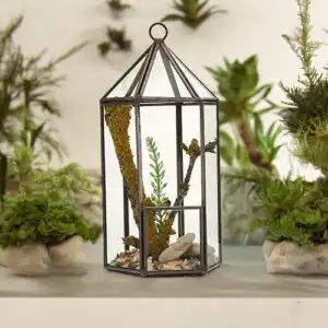 Glass Terrarium – Lantern Shape | www.artisangoods.co.uk 1