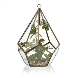 Glass Terrarium – Large Pentagon | www.artisangoods.co.uk 3