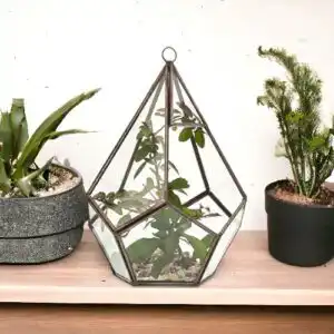 Glass Terrarium – Large Pentagon | www.artisangoods.co.uk 1