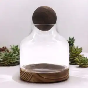 Medium Ball Top Terrarium on Dark Tung Wood | www.artisangoods.co.uk 1