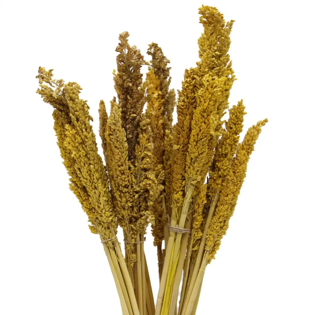 Cantal Grass Bunch – Amber | www.artisangoods.co.uk Cantal Grass Bunch – Amber | www.artisangoods.co.uk