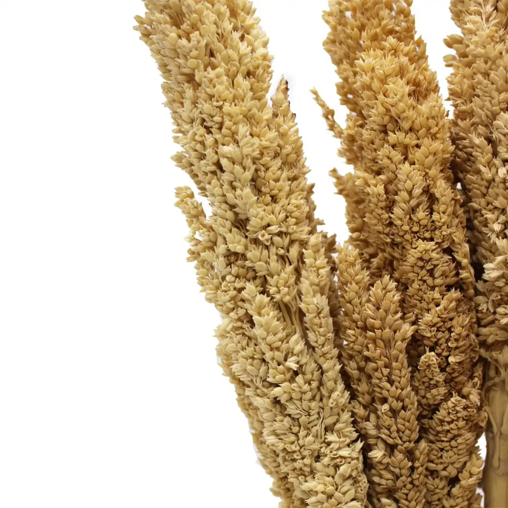 Cantal Grass Bunch – Natural | www.artisangoods.co.uk 5 Cantal Grass Bunch – Natural | www.artisangoods.co.uk 5