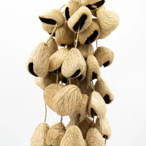 Large Pangi Seed Shell – Natural Nut Shaker (50 Shells) | www.artisangoods.co.uk 6