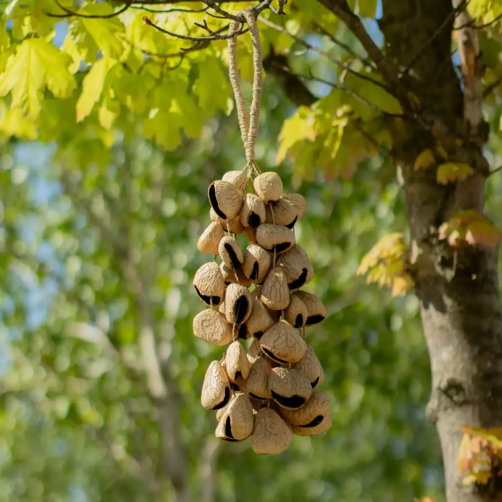Large Pangi Seed Shell – Natural Nut Shaker (50 Shells) | www.artisangoods.co.uk 2