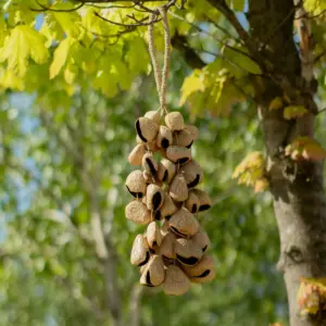 Large Pangi Seed Shell – Natural Nut Shaker (50 Shells) | www.artisangoods.co.uk 2