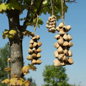 Medium Pangi Seed Shell – Natural Nut Shaker (30 Shells) | www.artisangoods.co.uk 5