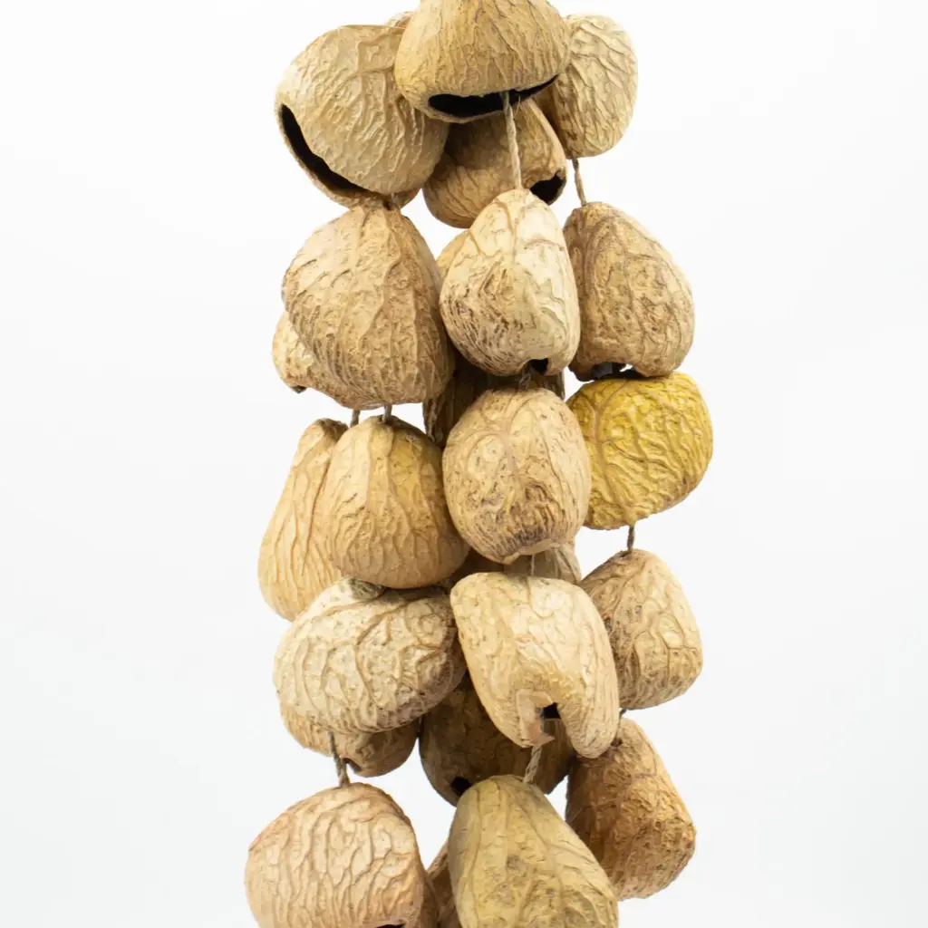 Medium Pangi Seed Shell – Natural Nut Shaker (30 Shells) | www.artisangoods.co.uk 3 Medium Pangi Seed Shell – Natural Nut Shaker (30 Shells) | www.artisangoods.co.uk 3