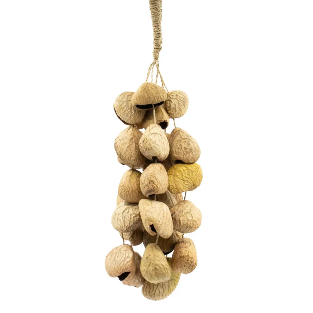 Medium Pangi Seed Shell – Natural Nut Shaker (30 Shells) | www.artisangoods.co.uk