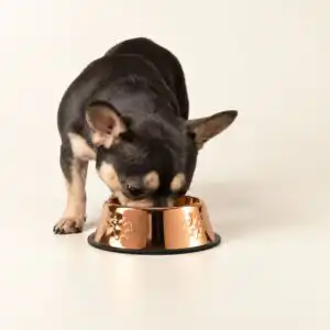 PAW Food Bowls - Single Copper Style - 18cm - Stainless Steel (304)