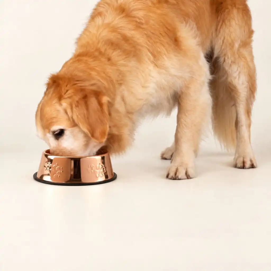PAW Food Bowls - Single Copper Style - 22cm - Stainless Steel (304)