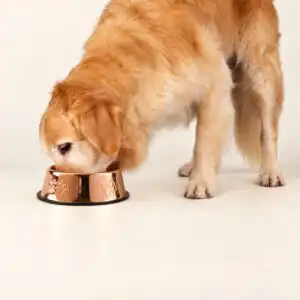 PAW Food Bowls -  Single Copper Style - 22cm - Stainless Steel (304)