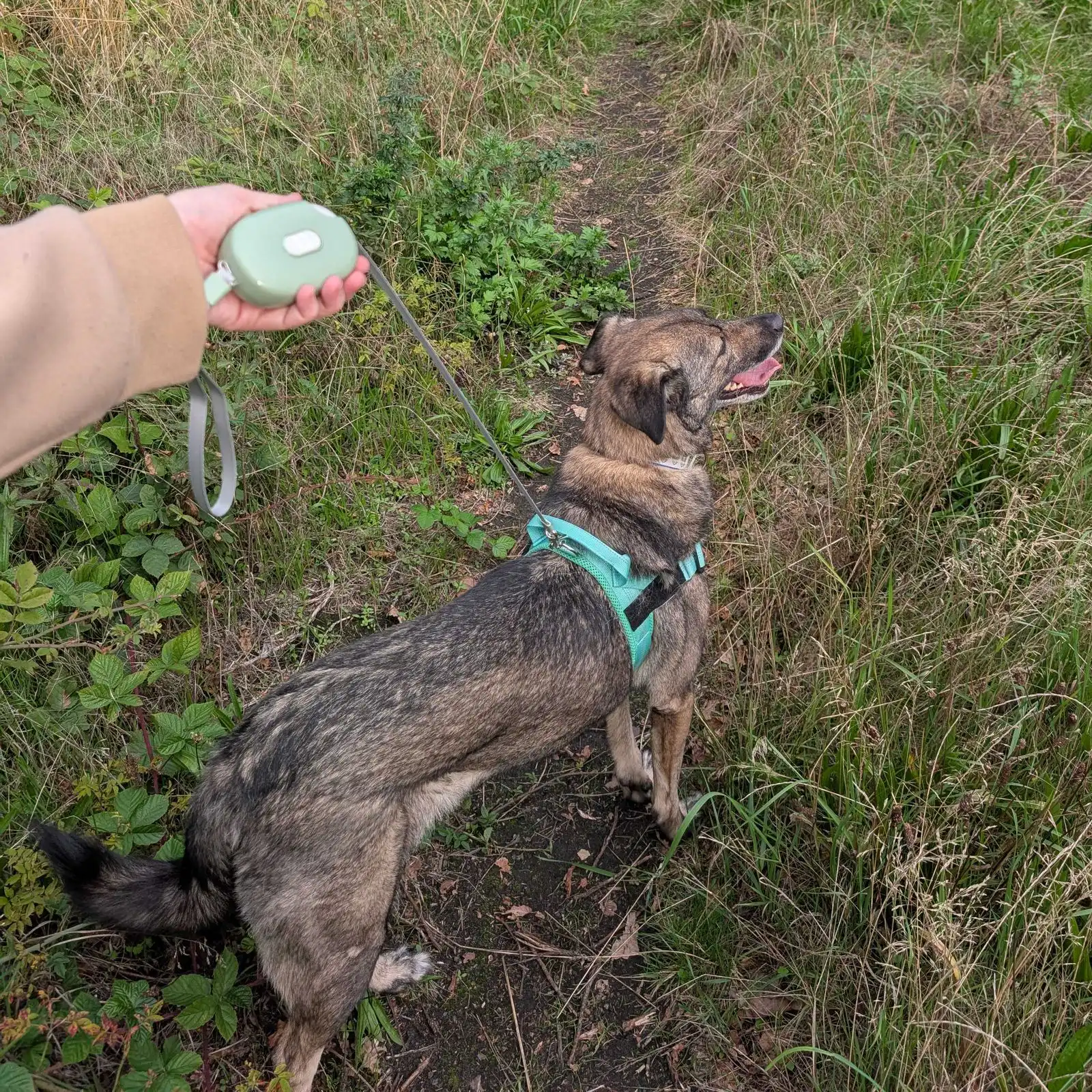 Paw Pet Leash - Pocket Pod - Green - 1.5m