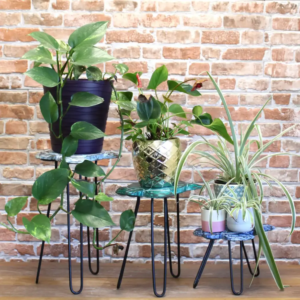 Set of 3 Albasia Wood Plant Stands – Turtles | www.artisangoods.co.uk 3 Set of 3 Albasia Wood Plant Stands – Turtles | www.artisangoods.co.uk 3