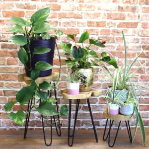 Set of 3 Gamal Wood Plant Stands – Natural | www.artisangoods.co.uk 4