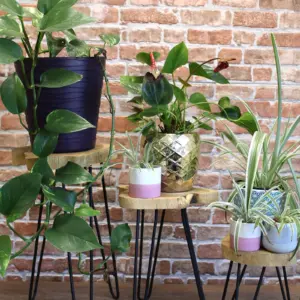 Set of 3 Gamal Wood Plant Stands – Natural | www.artisangoods.co.uk 6