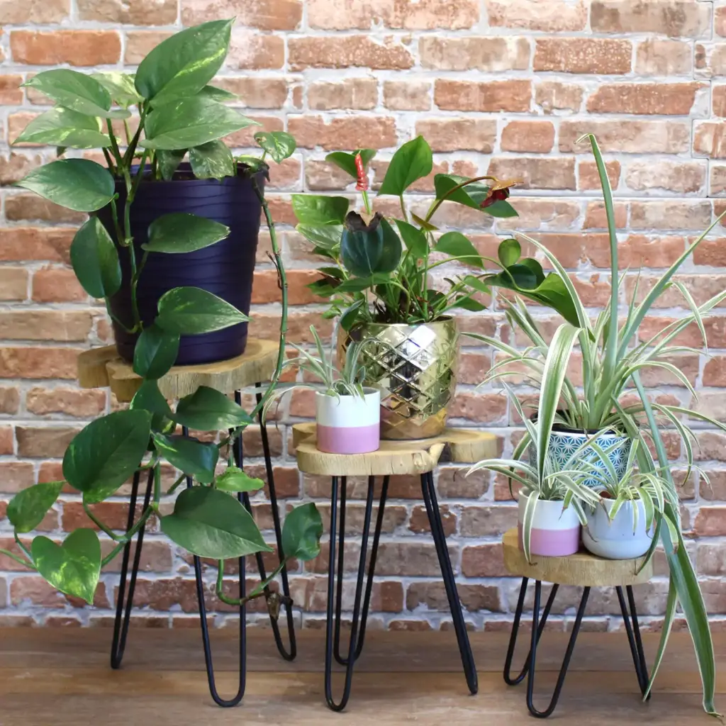 Set of 3 Gamal Wood Plant Stands – Natural | www.artisangoods.co.uk 2 Set of 3 Gamal Wood Plant Stands – Natural | www.artisangoods.co.uk 2