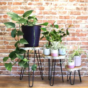 Set of 3 Gamal Wood Plant Stands – Whitewash | www.artisangoods.co.uk 6