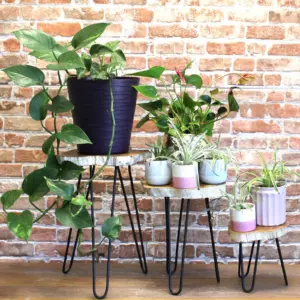 Set of 3 Gamal Wood Plant Stands – Whitewash | www.artisangoods.co.uk 4
