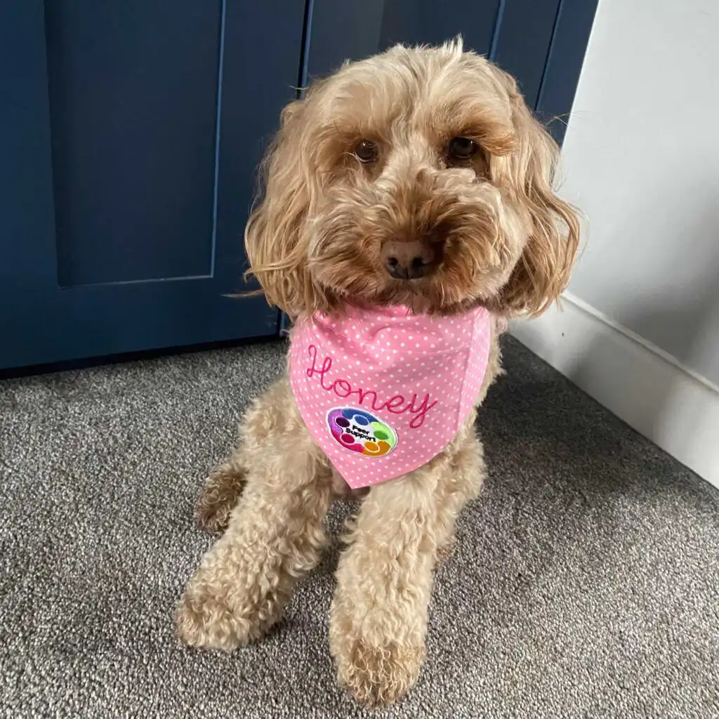 Pet Accessories-3 - artisangoods.co.uk
