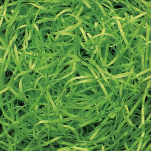 Very Fine Shredded paper – Lime Green (0.5KG) | www.artisangoods.co.uk